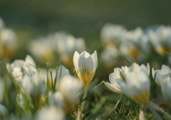 lente-lian-brandsma-uitvaartzorg